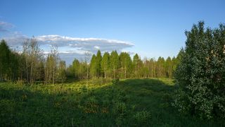 1. Огоньковые поляны за забором нашего участка каждый год радуют наши глаза...