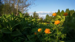 2. Весенний цвет в ясную погоду.