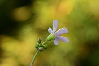 Flor