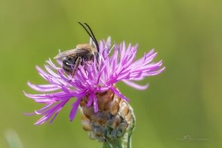 Василёк луговой и длинноусая пчела