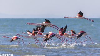 Каждую зиму фламинго прилетают на зимовку к побережью Каспийского моря