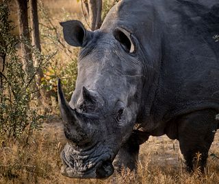Портрет белого носорога