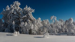 03 … особенно, когда лес припорошило свежим снегом, …