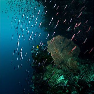 Коралл и вечно куда-то спешащая океаническая мелочь