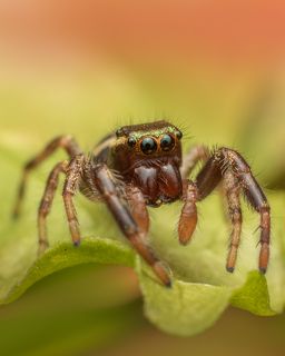 Jumping Spider. (Paraphidippus aurantius) Male