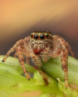 Jumping Spider. (Paraphidippus aurantius) Female