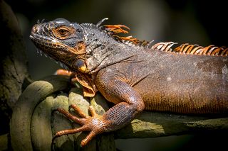 Красный подвид игуаны обыкновенной (лат. Iguana iguana)