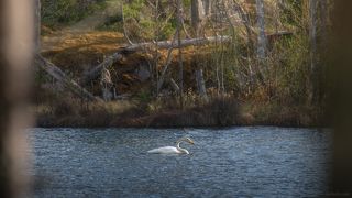 Лебедь кликун, чинно и благородно пребывающий в водах маленького лесного озерца на маленьком острове северной Ладоги.  Республика Карелия, Национальный парк \