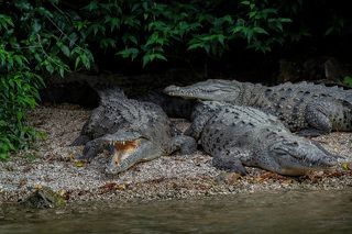 Долго греясь на солнышке, крокодилы подсохли и прилипший к их шкурам ил дал такую мертвенную бледность.