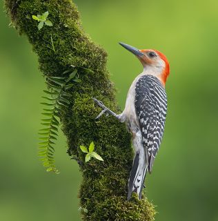 Red-bellied Woodpecker male - Cамец. Каролинский меланерпес