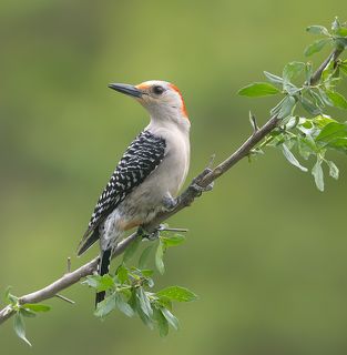 Red-bellied Woodpecker Female - Cамка. Каролинский меланерпес
