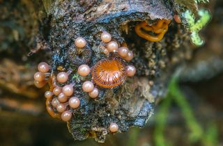 Миксомицет Hemitrichia clavata и аскомицетный гриб Scutellinia scutellata