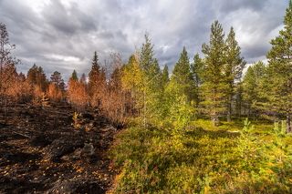 Последствия лесного пожара.