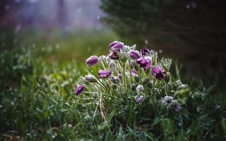 весна, май, снег, Смоленская обл.