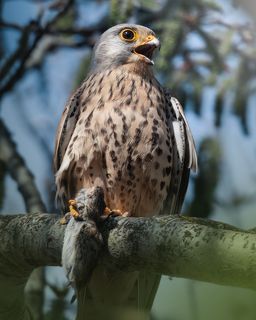 Обыкновенная пустельга (лат. Falco tinnunculus) Раменский район, Московская область Апрель 2023