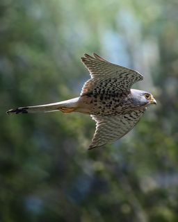 Обыкновенная пустельга (лат. Falco tinnunculus) Раменский район, Московская область Апрель 2023