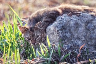 Настоящий охотник!!