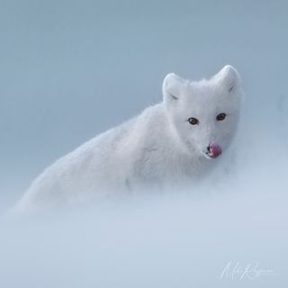 ​​Arctic Fox (Песец)