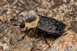 American Carrion Beetle adult
