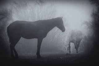 ...можно встретить ...ну, например, лошадь.