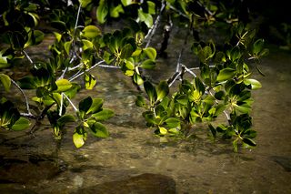 Мангровые деревья растут прямо в воде
