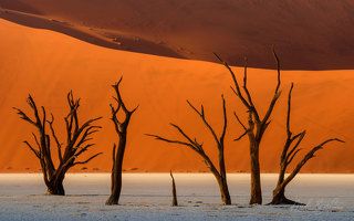 Ancient Skeletons of Camel Thorn Trees on the backdrop of soaring orange dunes.