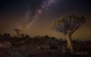 Kokerbooms (Aloe trees) astrophotography