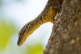 Молодой комодский дракон укрывается на дереве от своих взрослых сородичей