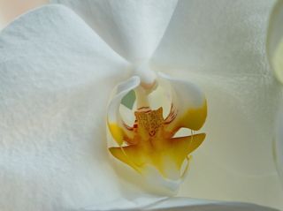 Орхидея в комнате на окне  Fujinon XC 16-50mm f/3.5-5.6