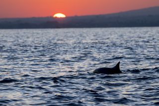 Дельфины просыпаются с первыми лучами Солнца