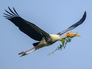 Painted stork with acacia branch