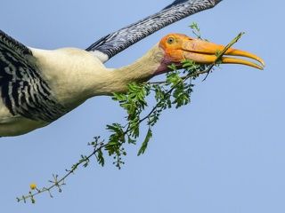 Painted stork with acacia branch