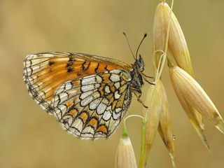 Fritillary