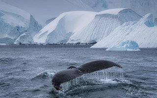 Whale near Melchior Island,  Antarctica