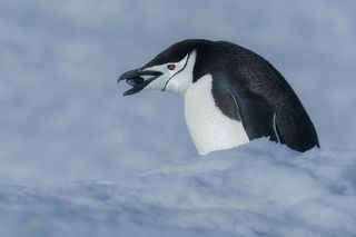 Chinstrap Penguin carrying a pebble to the nest