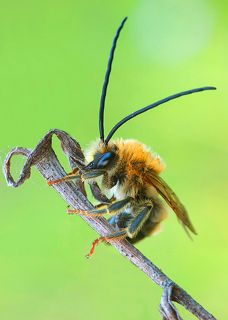 спящая длинноусая пчела