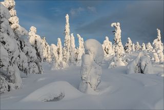 Горный лес в своём зимнем величии