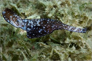 Ещё одна уникальная, на мой взгляд, рыбка... Solenostomus cyanopterus (лат.), она же Robust ghost pipefish (англ.), она же Травяной трубкорыл (русск.). Вырастает до 15 см, мне приходилось видеть не больше 5-7 см, к сожалению. Заметить их совсем непросто - трубкорылы, проявляя чудеса мимикрии, маскируются под траву, водоросли, листья.