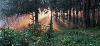 Светопреставление в утреннем лесу