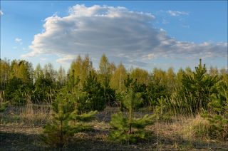 Первая зелень. Вечереет.