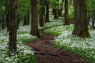 Wild garlic