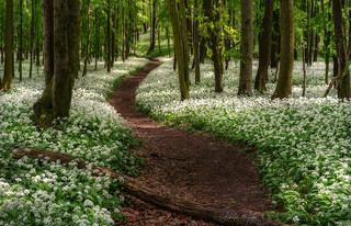 Wild garlic