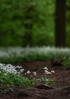 Wild garlic