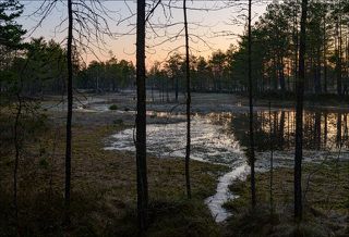 Торфяники перед восходом. Подморозило.