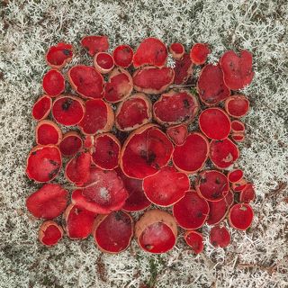 Супрематический красный грибной квадрат. Саркосцифа австрийская (лат. Sarcoscypha austriaca), Кладония оленья (лат. Cladonia rangiferina).