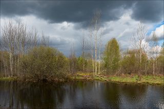 Озерко с бобровым беспределом