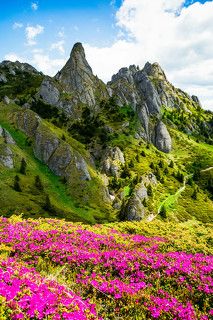 Ciucas Mountain with pink flowers