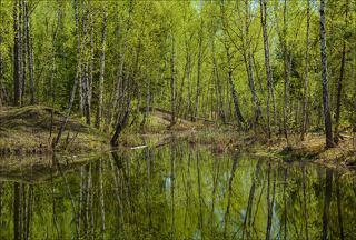 Майское кружево на бобровых прудах