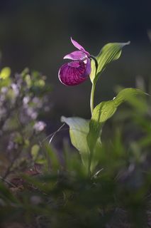венерин башмачок крупноцветковый