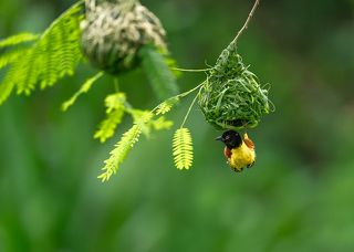 Golden Backed Weaver